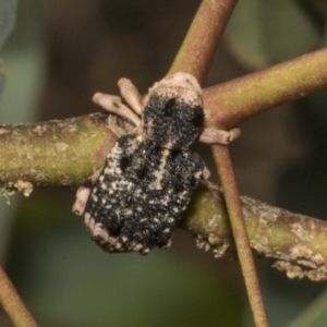 Aades cultratus at Molonglo Valley, ACT - 31 Jan 2023