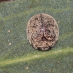 Trachymela sp. (genus) (Brown button beetle) at Molonglo Valley, ACT - 30 Jan 2023 by AlisonMilton