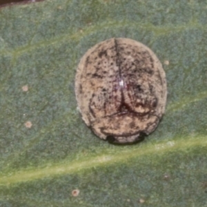 Trachymela sp. (genus) at Molonglo Valley, ACT - 31 Jan 2023