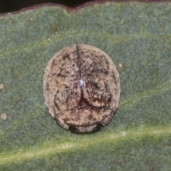 Trachymela sp. (genus) at Molonglo Valley, ACT - 31 Jan 2023