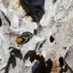 Megachile (Hackeriapis) oblonga at Page, ACT - 21 Jan 2023