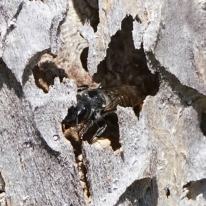 Megachile (Hackeriapis) oblonga at Page, ACT - 21 Jan 2023