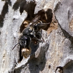 Megachile (Hackeriapis) oblonga at Page, ACT - 21 Jan 2023 12:36 PM