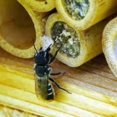 Megachile (Hackeriapis) oblonga at Page, ACT - 21 Jan 2023