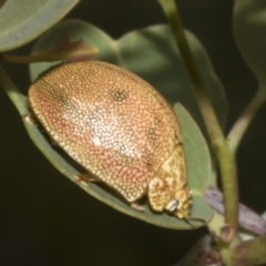 Paropsis atomaria (Eucalyptus leaf beetle) at Molonglo Valley, ACT - 31 Jan 2023 by AlisonMilton