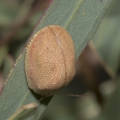 Paropsis atomaria at Molonglo Valley, ACT - 31 Jan 2023 10:10 AM