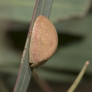 Paropsis atomaria at Molonglo Valley, ACT - 31 Jan 2023 10:10 AM