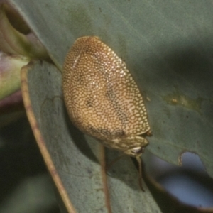 Paropsis atomaria at Molonglo Valley, ACT - 31 Jan 2023 10:10 AM