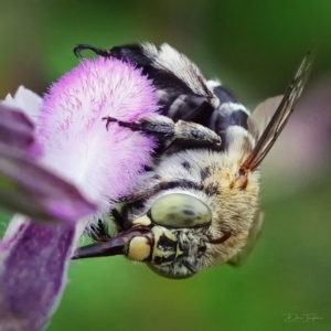 Amegilla sp. (genus) at Page, ACT - 30 Jan 2023