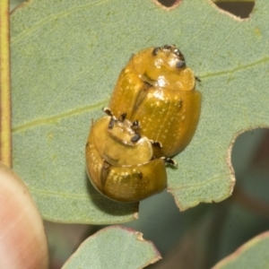 Paropsisterna cloelia at Molonglo Valley, ACT - 31 Jan 2023