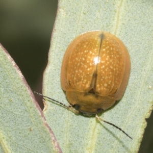 Paropsisterna cloelia at Molonglo Valley, ACT - 31 Jan 2023