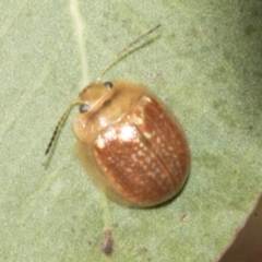 Paropsisterna decolorata (A Eucalyptus leaf beetle) at Molonglo Valley, ACT - 30 Jan 2023 by AlisonMilton