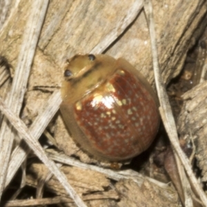 Paropsisterna cloelia at Molonglo Valley, ACT - 31 Jan 2023