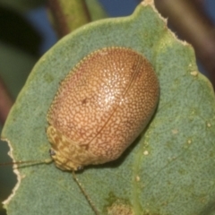 Paropsis atomaria (Eucalyptus leaf beetle) at Molonglo Valley, ACT - 31 Jan 2023 by AlisonMilton