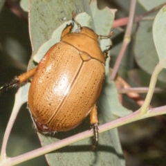 Anoplognathus porosus (Porosus Christmas beetle) at Whitlam, ACT - 30 Jan 2023 by AlisonMilton