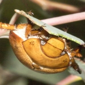 Anoplognathus porosus at Whitlam, ACT - 31 Jan 2023