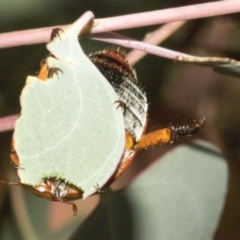 Anoplognathus porosus at Whitlam, ACT - 31 Jan 2023