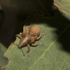 Gonipterus scutellatus (Eucalyptus snout beetle, gum tree weevil) at Molonglo Valley, ACT - 31 Jan 2023 by AlisonMilton