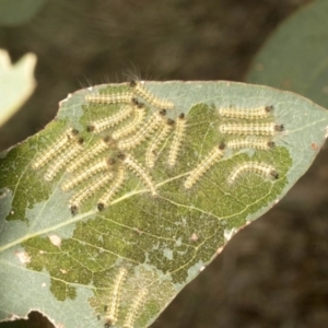 Uraba lugens at Molonglo Valley, ACT - 31 Jan 2023