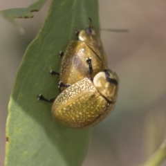 Paropsisterna cloelia (Eucalyptus variegated beetle) at Molonglo Valley, ACT - 31 Jan 2023 by AlisonMilton