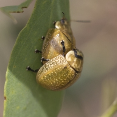 Paropsisterna cloelia (Eucalyptus variegated beetle) at Molonglo Valley, ACT - 31 Jan 2023 by AlisonMilton