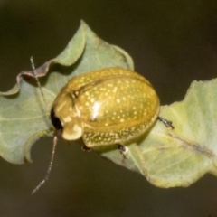 Paropsisterna cloelia at Molonglo Valley, ACT - 31 Jan 2023