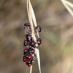 Oechalia schellenbergii (Spined Predatory Shield Bug) at Mount Ainslie - 31 Jan 2023 by Hejor1