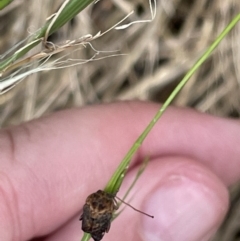 Cadmus (Lachnabothra) subgenus (A case-bearing leaf beetle) at Pialligo, ACT - 31 Jan 2023 by Hejor1