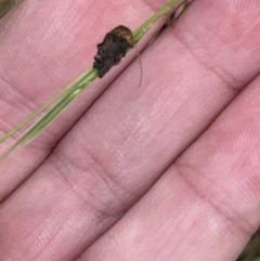 Cadmus (Lachnabothra) subgenus at Pialligo, ACT - 31 Jan 2023 04:48 PM