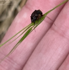 Cadmus (Lachnabothra) subgenus at Pialligo, ACT - 31 Jan 2023