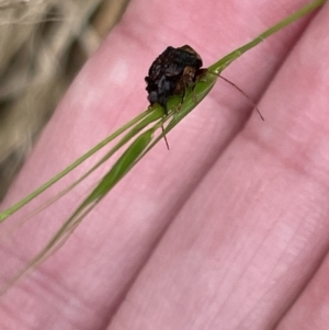 Cadmus (Lachnabothra) subgenus at Pialligo, ACT - 31 Jan 2023 04:48 PM