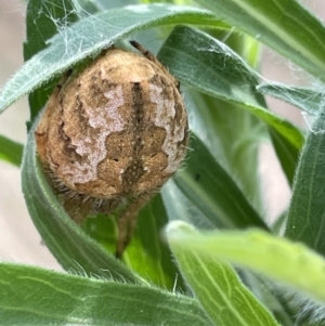 Araneus hamiltoni at Pialligo, ACT - 31 Jan 2023