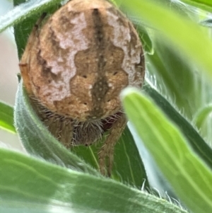 Araneus hamiltoni at Pialligo, ACT - 31 Jan 2023