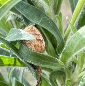 Araneus hamiltoni at Pialligo, ACT - 31 Jan 2023 04:50 PM