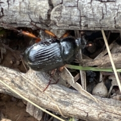 Anomalomorpha anthracina (Yellow-legged pasture scarab) at Pialligo, ACT - 31 Jan 2023 by Hejor1