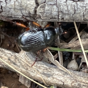 Anomalomorpha anthracina at Pialligo, ACT - 31 Jan 2023