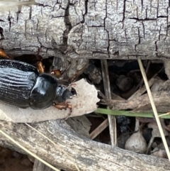 Anomalomorpha anthracina at Pialligo, ACT - 31 Jan 2023 04:52 PM