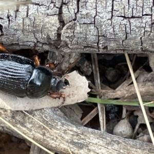 Anomalomorpha anthracina at Pialligo, ACT - 31 Jan 2023