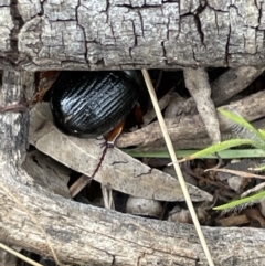 Anomalomorpha anthracina at Pialligo, ACT - 31 Jan 2023