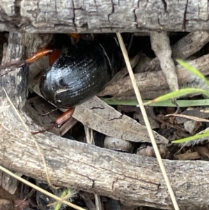 Anomalomorpha anthracina at Pialligo, ACT - 31 Jan 2023