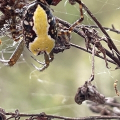 Cyrtophora moluccensis at Pialligo, ACT - 31 Jan 2023 05:05 PM