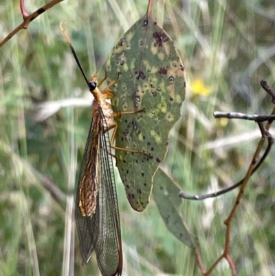 Nymphes myrmeleonoides (Blue eyes lacewing) at Mount Ainslie - 31 Jan 2023 by Hejor1