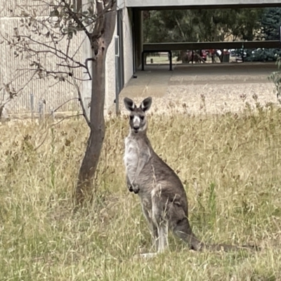 Macropus giganteus (Eastern Grey Kangaroo) at Pialligo, ACT - 31 Jan 2023 by Hejor1