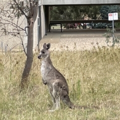 Macropus giganteus at Pialligo, ACT - 31 Jan 2023