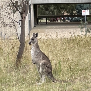 Macropus giganteus at Pialligo, ACT - 31 Jan 2023