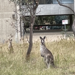 Macropus giganteus at Pialligo, ACT - 31 Jan 2023