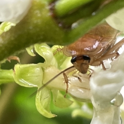 Ellipsidion australe at City Renewal Authority Area - 29 Jan 2023 by Hejor1