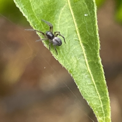 Badumna sp. (genus) (Lattice-web spider) at City Renewal Authority Area - 29 Jan 2023 by Hejor1