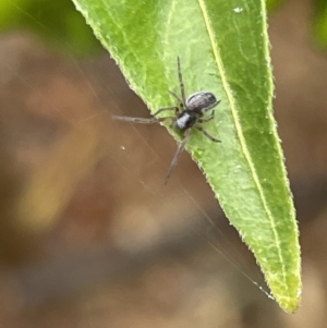 Badumna sp. (genus) at Canberra, ACT - 30 Jan 2023