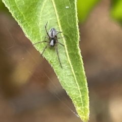 Badumna sp. (genus) at Canberra, ACT - 30 Jan 2023